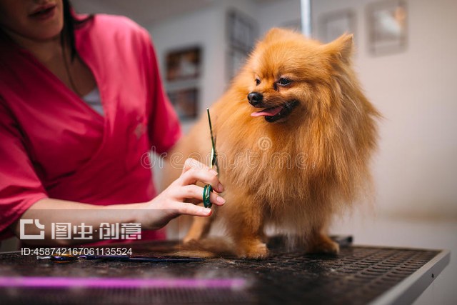 寵物美容儀 專業工具提升寵物美容服務質量
