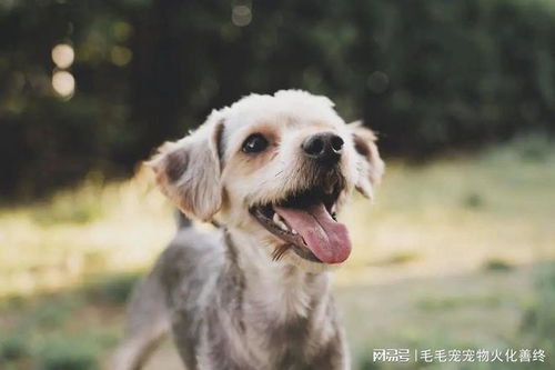寵物善終指南 自己能否火化寵物與最佳處理方式